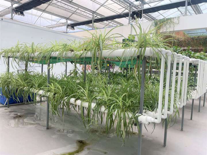 农业技术：有机生态型无土栽培有哪些特点？