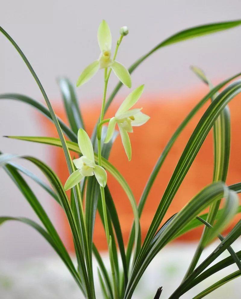 你需要知道的兰花种植技巧