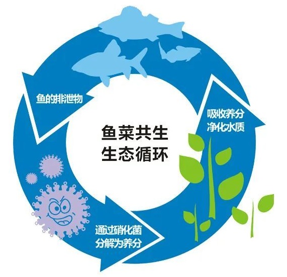 鱼菜共生系统,养鱼种菜两不误