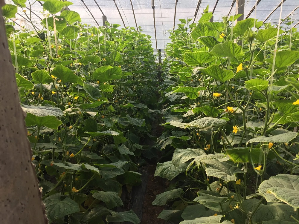 降温又降雨，大棚蔬菜怎么管？做好4点，..安全度过风险期