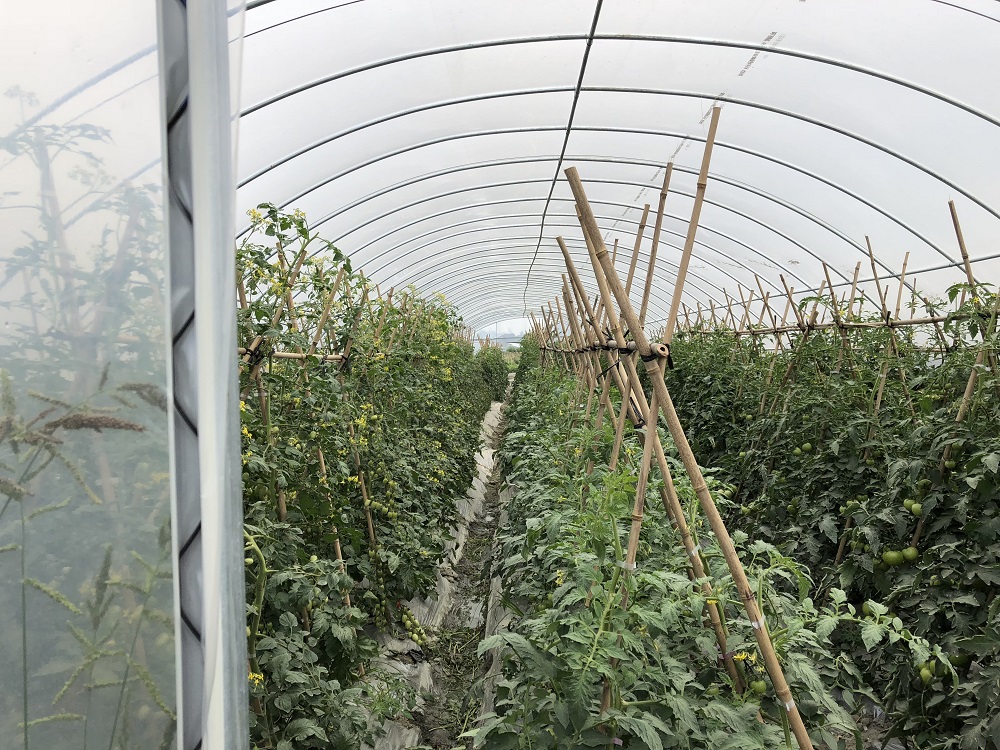 蔬菜大棚建设容易出现的问题